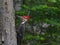 Pileated Woodpecker in forest