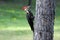 Pileated woodpecker on Lake of the Woods near Kenora, Ontario