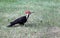 Pileated woodpecker on Lake of the Woods near Kenora, Ontario