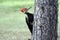 Pileated woodpecker on Lake of the Woods near Kenora, Ontario