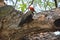 Pileated woodpecker is a large, mostly black woodpecker native to North America.