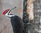 Pileated Woodpecker , looking for a snack