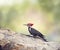 Pileated Woodpecker Male on a log