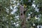 Pileated woodpecker nest