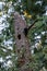 Pileated woodpecker nest