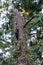 Pileated woodpecker nest