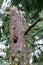 Pileated woodpecker nest