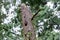 Pileated woodpecker nest