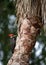 Pileated Woodpecker on a Palm Tree