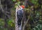 Pileated woodpecker stuck to pole