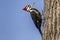 Pileated woodpecker on a tree.