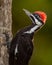 Pileated Woodpecker on Tree