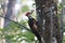 A Pileated Woodpecker on a Tree