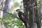 A Pileated Woodpecker on a Tree