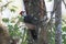 A Pileated Woodpecker on a Tree