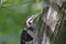 A Pileated Woodpecker on a Tree