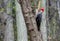 Pileated woodpecker on a tree trunk