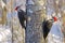 Pileated Woodpecker, two males climbing tree.