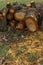 Piled firewood in a beautiful autumn landscape