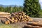 Piled logs of harvested wood next to forest road, with mountains