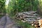 Piled pine tree logs  in forest. Stacks of cut wood. Wood logs, timber logging, industrial destruction