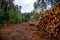 Piled pine tree logs  in forest. Stacks of cut wood. Wood logs, timber logging, industrial destruction. Forests illegal