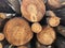 Piled pine tree logs. Stacks of cut wood