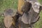 Piled stump seats in garden or park. Close up