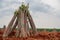 Piles of cassava stems stand tall, a testament to the abundance and versatility of this essential crop