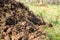 Piles of cow manure on the farm