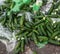 Piles of cucumbers on the landfill