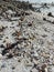 piles of dead seashell on the sandy beach