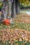 Piles of fall leaves, along a road in Michigan