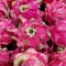 Piles of fresh pink dragon fruits