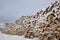 Piles of freshly cut logs under the snow, ready to be taken out of the forest