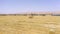 Piles of hay are getting collected by agricultural machines in haystack. Bale of wheats collect and loaded to transport