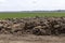 piles of humus manure on the field to fertilize the field territory