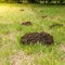 Piles of land made by a mole spoiled the lawn.