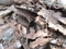 Piles of old metal plates, rusty steel texture