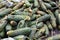 Piles of rotten cucumbers on the landfill