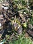 Piles of rotten or throw away banana fruits on the ground