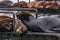 piles of sealions in a colony lay around on wooden dock