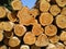 Piles of teak wood neatly arranged