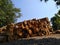 Piles of teak wood neatly arranged, blue sky background