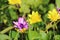 Pilewort and Osteospermum flowers