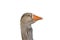 Pilgrim goose side portrait - plain background - easy separation