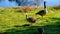 Pilgrim Goose - Washington Wetlands Centre