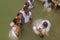 Pilgrims baptizing in the Jordan River, in the Yardenit Baptismal Site. Northern Israel