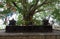 Pilgrims Pray Outside Tree Shrine at Dambulla Caves