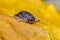 Pill Bug Armadillidiidae